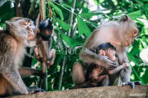 Picture of Monkeysat Railay Beach near Krabi Thailand 